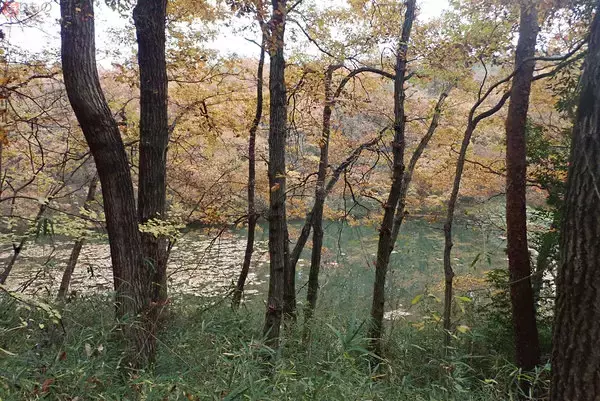 「東上副都心東横線などの「森林公園」行き電車 どんなところへ行くのか？ 乗ってみた」の画像