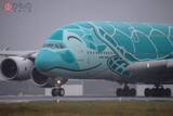 「ANA巨大機「乗客ゼロ」で空へ…なぜ？ A380「フライングホヌ」 3か月振りのフライト」の画像1