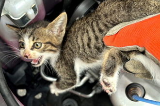 「季節発情動物」6月が最も活発に？ 救援要請“冬の4.8倍” 車内に迷い込んだ猫の事故防ぐには JAFが注意喚起