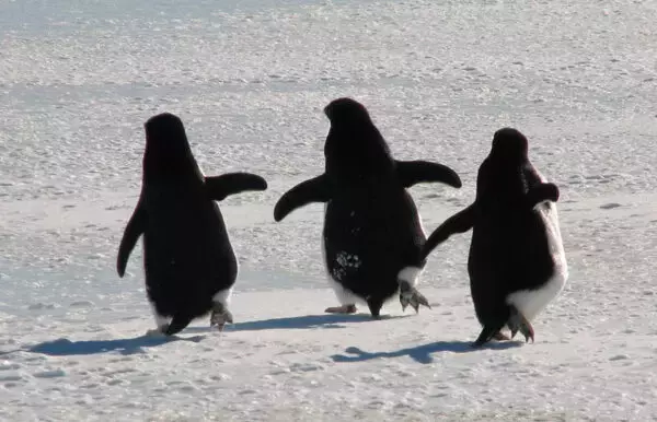 日本製「ペンギン注意」標識の設置場所は“南極だけ”！ 激レアな光景を外務省が公式Xで紹介 道路の名前も面白い!?