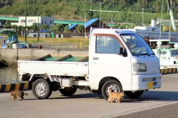 猫が突然消えた…原因は「トラック」!? 世界中で続発する“予想外の危機”とは 見つけたら覚悟を