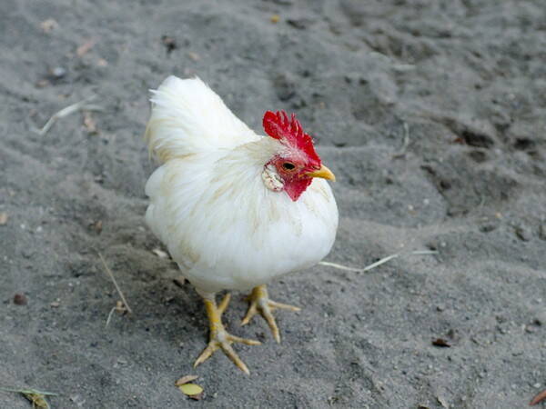 豆知識 サザエさんの知られざるトリビア15連発 16年5月9日 エキサイトニュース 4 4