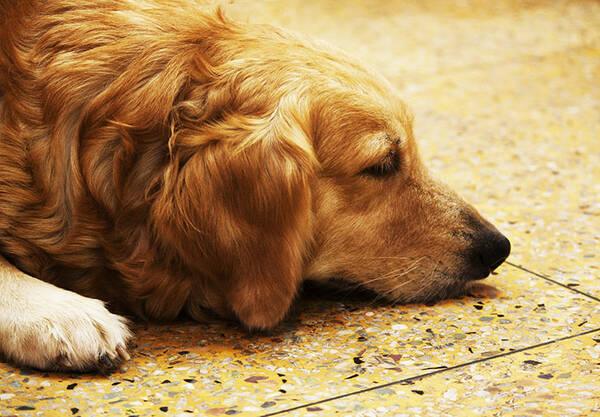 トリビア 衝撃的な フランダースの犬 の秘密11選 16年5月25日 エキサイトニュース