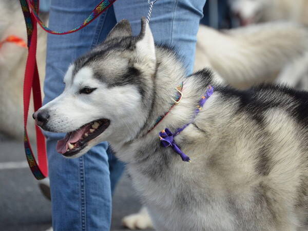 極秘 知られざる犬の秘密13選 いちばん長生きした犬の年齢がスゴイ 16年11月10日 エキサイトニュース