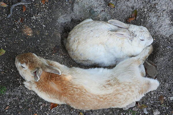 驚異の事実 謎に満ちたウサギの正体が判明 ウサギの知られざる10の生態 16年12月日 エキサイトニュース 3 4