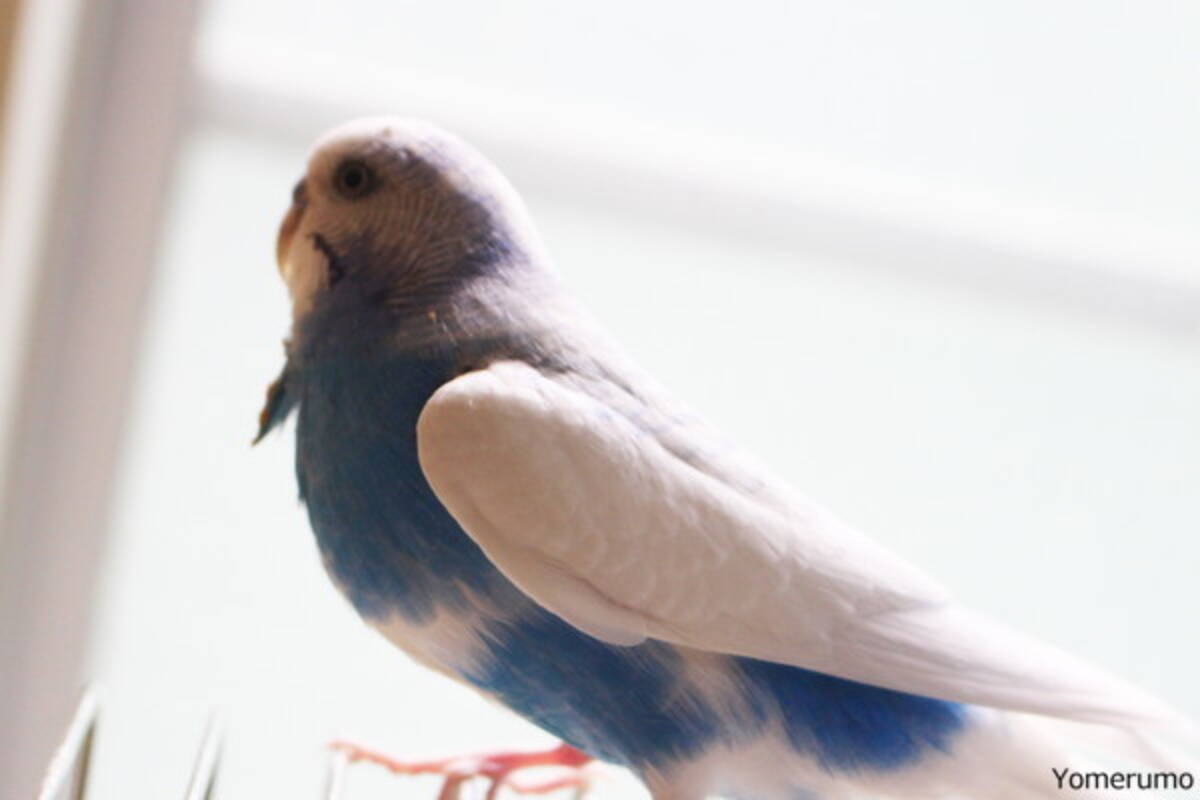 検証 鳥と会話できるのか試してみた結果 5歳児並みの知能があるらしい 17年6月3日 エキサイトニュース