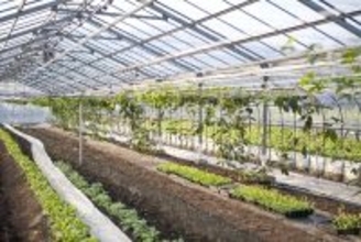 ミニトマト生産の（株）Kアグリ茨城（稲敷市）ほか1社が破産開始決定