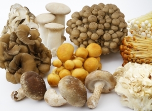 高級舞茸を製造していた飯能管理（株）（埼玉）が特別清算