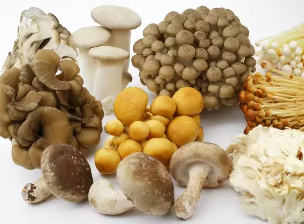 高級舞茸を製造していた飯能管理（株）（埼玉）が特別清算