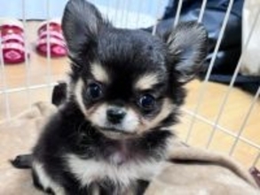 「ペット・ペット用品小売業」倒産が過去2番目の14件実質賃金の低迷と物価高がペットの世界にも影響