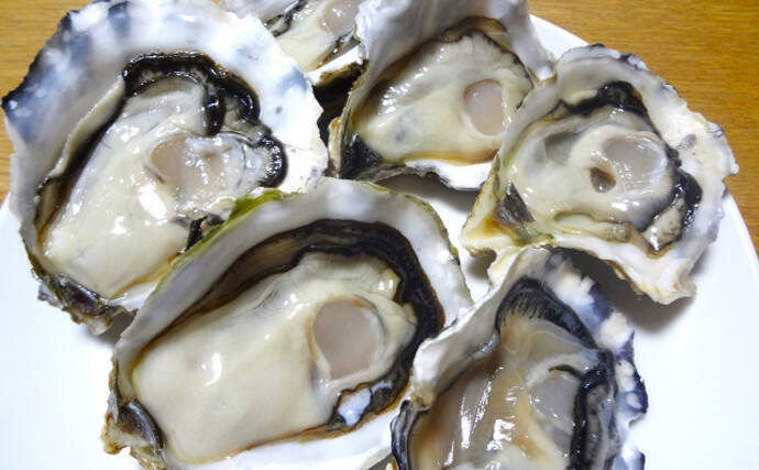 「再び」輸出されるようになった日本のカキ　かつて外国の市場を救った歴史も