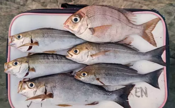 夜の地磯でのフカセ釣りでイサキ5尾【千葉・伊戸】ゲストにメイチダイも