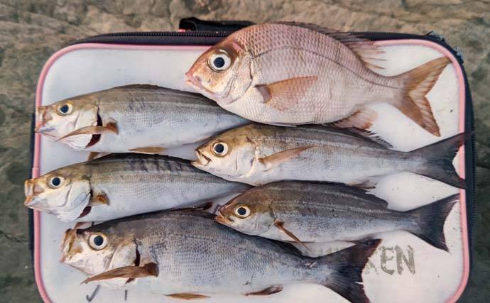 夜の地磯でのフカセ釣りでイサキ5尾【千葉・伊戸】ゲストにメイチダイも