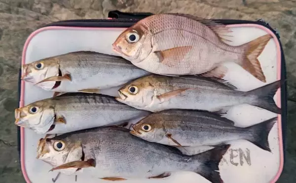 「夜の地磯でのフカセ釣りでイサキ5尾【千葉・伊戸】ゲストにメイチダイも」の画像