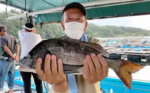 【釣果速報】イカダで50cm級クロダイに海上釣り堀ではマダイ続々（三重）
