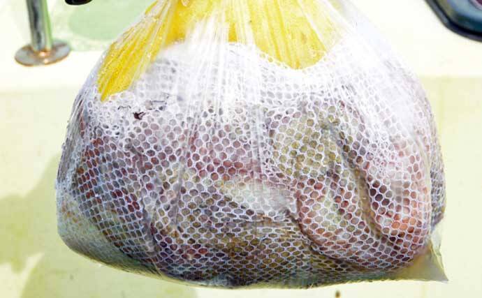 茨城＆東京湾で始めるエギタコ釣り：失敗しない誘い方とアワセ完全ガイド