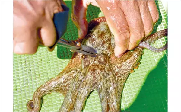 「茨城＆東京湾で始めるエギタコ釣り：失敗しない誘い方とアワセ完全ガイド」の画像