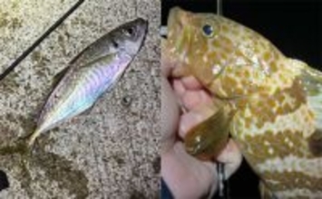 夕マヅメのアジングで27cmマアジ手中！【福岡・新宮町】後半はメバル狙いでアコウがヒット