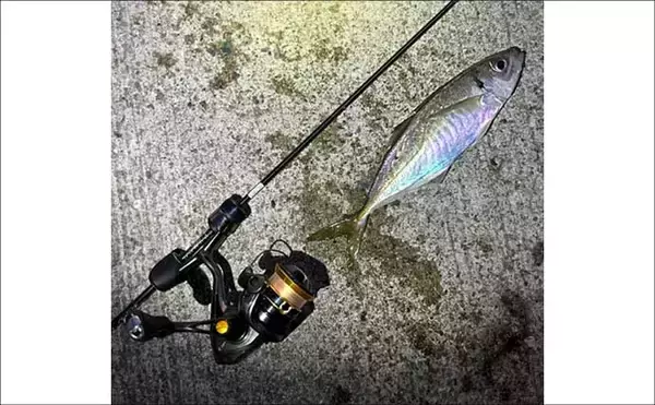 「夕マヅメのアジングで27cmマアジ手中！【福岡・新宮町】後半はメバル狙いでアコウがヒット」の画像