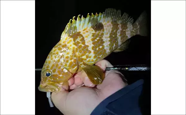 「夕マヅメのアジングで27cmマアジ手中！【福岡・新宮町】後半はメバル狙いでアコウがヒット」の画像