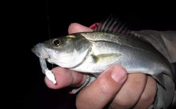 「「難易度マックスだからこそ面白い！」 アミパターンのシーバスゲーム攻略法」の画像