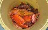 「上対馬でのタイラバ＆インチク釣行でキジハタやアカハタなど根魚が入れ食い！【長崎】」の画像10