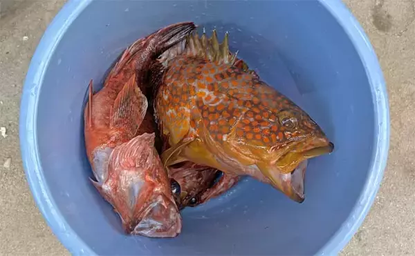 「上対馬でのタイラバ＆インチク釣行でキジハタやアカハタなど根魚が入れ食い！【長崎】」の画像