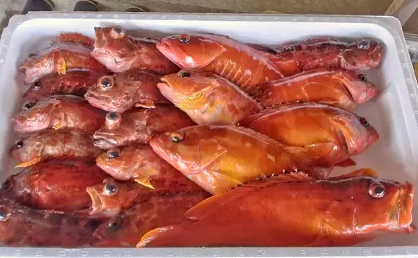 「上対馬でのタイラバ＆インチク釣行でキジハタやアカハタなど根魚が入れ食い！【長崎】」の画像
