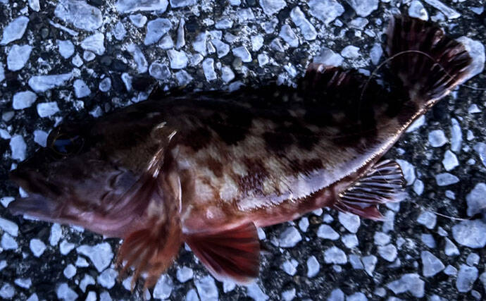 今年は数年ぶりにカサゴの当たり年？【千葉】高活性時の釣り方はシンプルでOK！