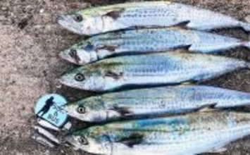 大阪湾陸っぱりルアー釣行で70cmサワラ浮上！【大阪南港魚つり園】昼でもチャンスあり
