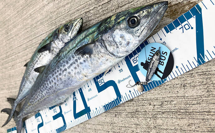 大阪湾陸っぱりルアー釣行で70cmサワラ浮上！【大阪南港魚つり園】昼でもチャンスあり