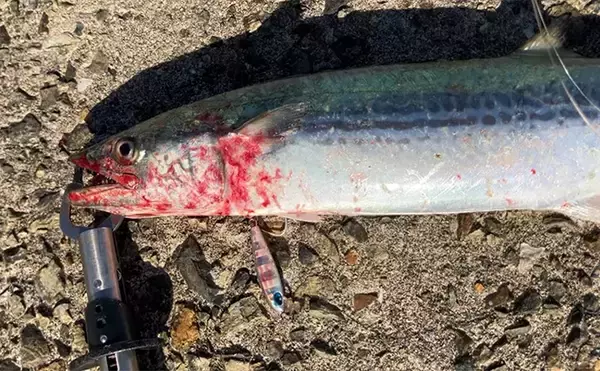 「大阪湾陸っぱりルアー釣行で70cmサワラ浮上！【大阪南港魚つり園】昼でもチャンスあり」の画像