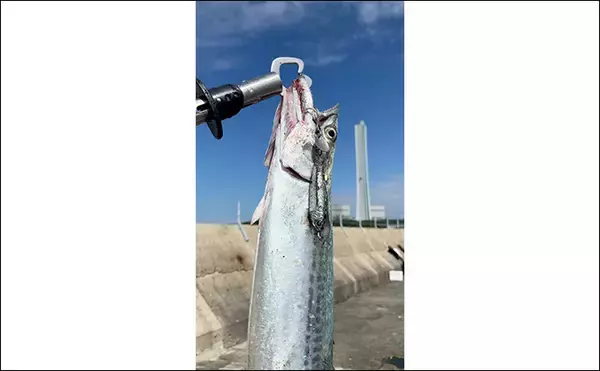 「大阪湾陸っぱりルアー釣行で70cmサワラ浮上！【大阪南港魚つり園】昼でもチャンスあり」の画像