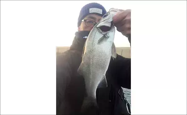 「「不発から一転！」志賀島のライトゲームでヒラセイゴ40cm超と良型アジ連発【福岡】」の画像