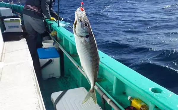 東京湾金谷沖の金アジを釣る！【勘次郎丸】タナ取りの正確さで釣果に大きな差