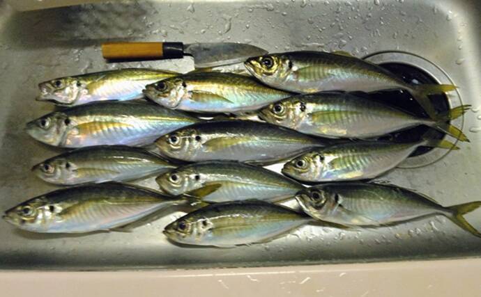 東京湾金谷沖の金アジを釣る！【勘次郎丸】タナ取りの正確さで釣果に大きな差