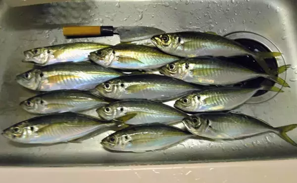 「東京湾金谷沖の金アジを釣る！【勘次郎丸】タナ取りの正確さで釣果に大きな差」の画像