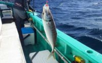 東京湾金谷沖の金アジを釣る！【勘次郎丸】タナ取りの正確さで釣果に大きな差