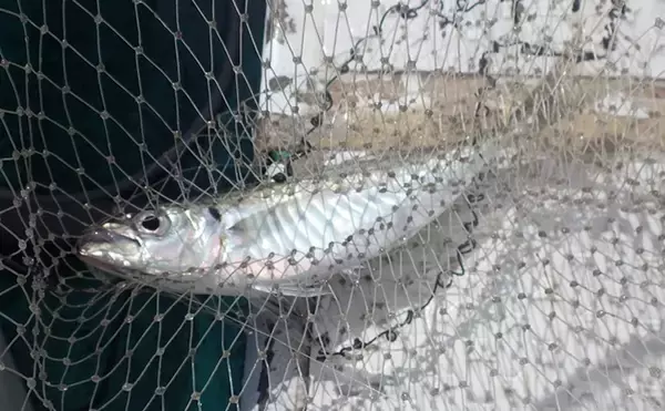 「東京湾金谷沖の金アジを釣る！【勘次郎丸】タナ取りの正確さで釣果に大きな差」の画像