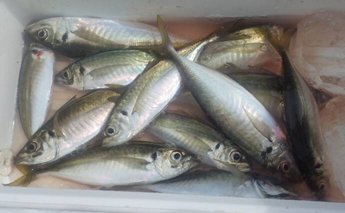 東京湾金谷沖の金アジを釣る！【勘次郎丸】タナ取りの正確さで釣果に大きな差