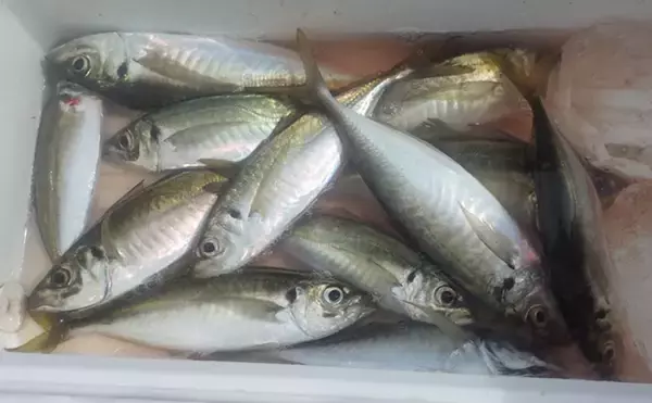 「東京湾金谷沖の金アジを釣る！【勘次郎丸】タナ取りの正確さで釣果に大きな差」の画像