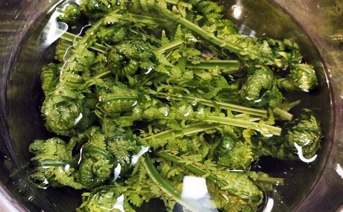 もはや「野菜級に美味しい野草」3選　渓流釣りついでにゲットしよう！