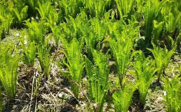 「もはや「野菜級に美味しい野草」3選　渓流釣りついでにゲットしよう！」の画像