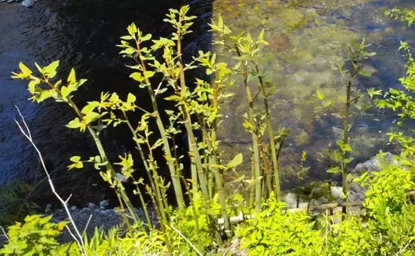 「もはや「野菜級に美味しい野草」3選　渓流釣りついでにゲットしよう！」の画像