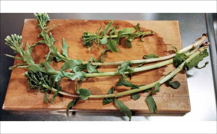 もはや「野菜級に美味しい野草」3選　渓流釣りついでにゲットしよう！