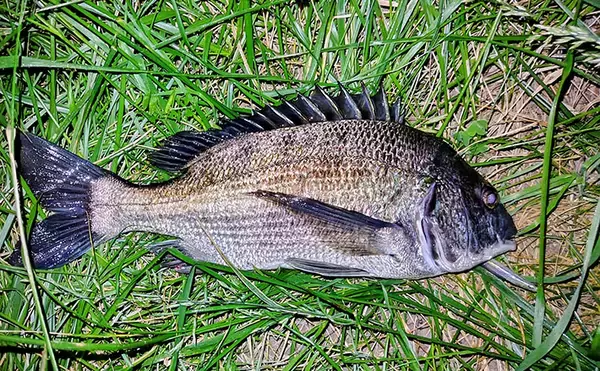 クルクルバチが出現した河川で50cm級クロダイを手中【千葉】本命シーバスは不発