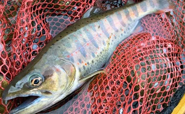 渓流ルアー釣りでアマゴ18匹 流れ込みの流芯では26cmイワナも 22年5月9日 エキサイトニュース