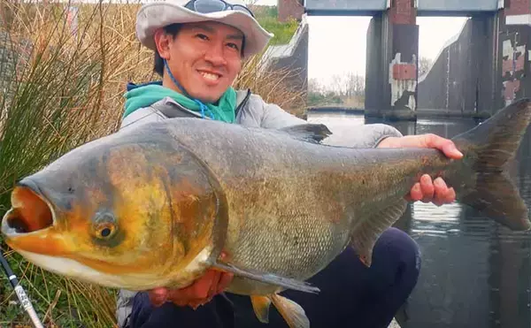 荒川温排水エリアでのハクレン釣りで本命10尾【埼玉】マッシュポテトエサに好反応
