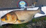 「荒川温排水エリアでのハクレン釣りで本命10尾【埼玉】マッシュポテトエサに好反応」の画像10