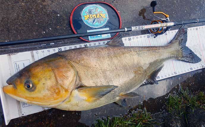 荒川温排水エリアでのハクレン釣りで本命10尾【埼玉】マッシュポテトエサに好反応